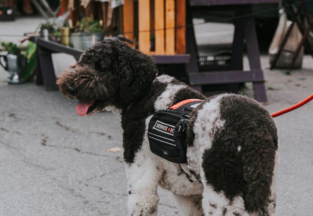 a service animals in a harness